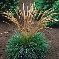 Калерия сизая (Koeleria glaucа) С2-3 л