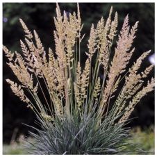 Калерия сизая (Koeleria glaucа) С2-3 л