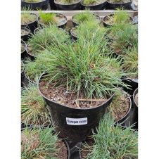 Калерия сизая (Koeleria glaucа) С2-3 л