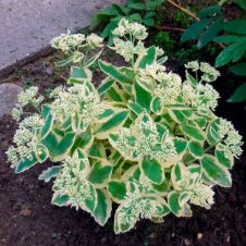 Очиток вариегата P9