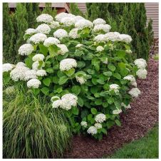 Гортензия древовидная Annabelle (Аннабель) С2/3 30-40 см