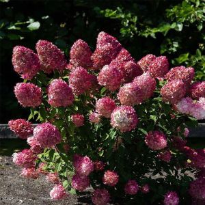 Гортензия метельчатая Pink and Rose (Пинк энд роуз) С3 30-40 см