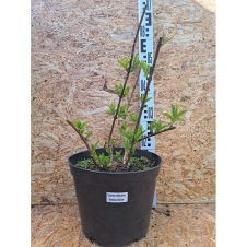 Гортензия метельчатая Strawberry Blossom (Строберри Блоссом) С3 30-40 см