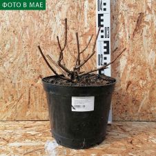 Гортензия метельчатая Royal Flower (Роял Фловер) С5 40-50 см