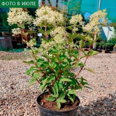 Гортензия метельчатая Royal Flower (Роял Фловер) С5 40-50 см