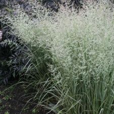 Вейник Овердам (Overdam) С3