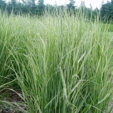 Вейник Овердам (Overdam) С3