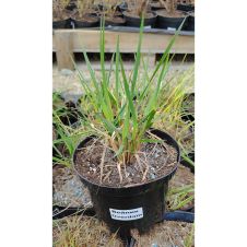 Вейник Овердам (Overdam) С3