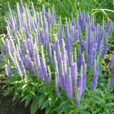 Вероника Блю Тон (Blue Tone) С3