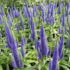 Вероника Блю Тон (Blue Tone) С3