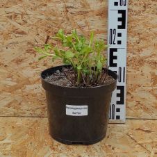 Вероника Блю Тон (Blue Tone) С3