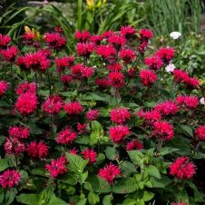 Монарда Би Хэппи (Bee-Happy) С2/3