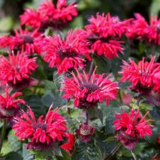 Монарда Би Хэппи (Bee-Happy) С2/3