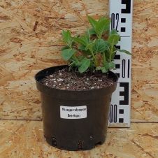 Монарда Би Хэппи (Bee-Happy) С2/3