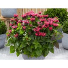 Монарда Би Хэппи (Bee-Happy) С2/3