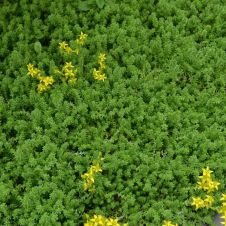 Очиток едкий (Sedum acre) С2/3