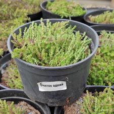 Очиток едкий (Sedum acre) С2/3