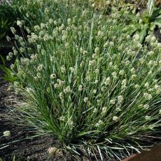 Сеслерия голубая (sesleria caerulea) С2/3