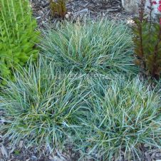 Сеслерия голубая (sesleria caerulea) С2/3