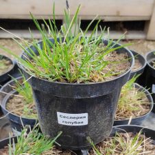 Сеслерия голубая (sesleria caerulea) С2/3