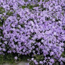 Флокс шиловидный сиреневый С2/3