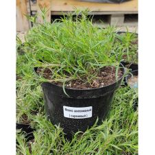 Флокс шиловидный сиреневый С2/3