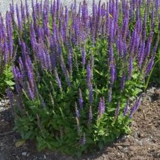 Шалфей Вест Фрисланд (West-Friesland) С2/3