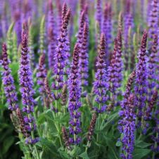 Шалфей Вест Фрисланд (West-Friesland) С2/3