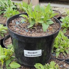 Шалфей Вест Фрисланд (West-Friesland) С2/3