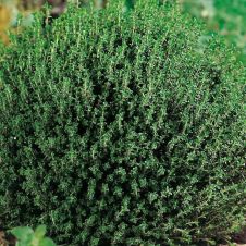 Тимьян Фредо (Fredo) С2/3