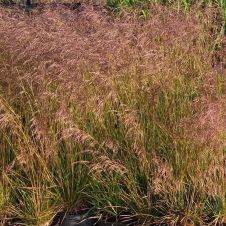 Луговик Бронзешляйер (Bronzeschleier) С2/3