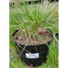 Луговик Бронзешляйер (Bronzeschleier) С2/3