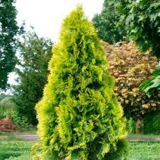 Туя западная Golden Smaragd (Голден смарагд) RB/C15 80+ см