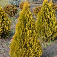 Туя западная Golden Smaragd (Голден смарагд) RB/C15 80+ см