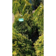 Туя западная Golden Smaragd (Голден смарагд) RB/C15 80+ см