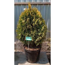 Туя западная Golden Smaragd (Голден смарагд) RB/C15 80+ см