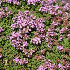 Тимьян ранний (Thymus praecox) С2/3