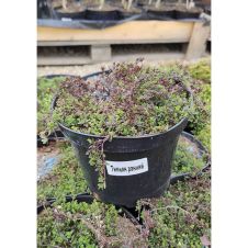 Тимьян ранний (Thymus praecox) С2/3