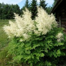 Волжанка двудомная (Aruncus dioicus) С2/3