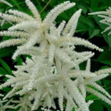 Волжанка двудомная (Aruncus dioicus) С2/3