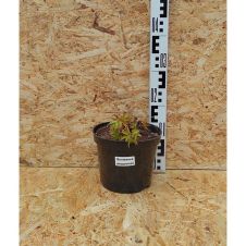 Волжанка двудомная (Aruncus dioicus) С2/3