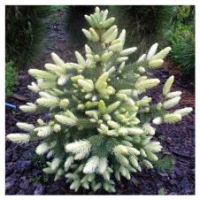 Ель колючая Bialobok (Биалобок) С3 30-40см