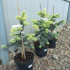 Ель колючая Bialobok (Биалобок) С3 30-40см