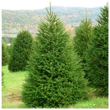 Ель обыкновенная Picea Abies C5 60-80 см