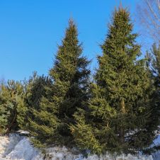 Ель обыкновенная Picea Abies C5 60-80 см