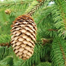 Ель обыкновенная Picea Abies C5 60-80 см