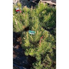 Сосна горная Mughus (Мугус) С10 20-30см