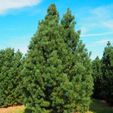 Сосна горная Колумнарис (Columnaris) C10 40-50 см