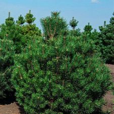 Сосна горная Колумнарис (Columnaris) C10 40-50 см