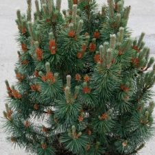 Сосна горная Колумнарис (Columnaris) C10 40-50 см